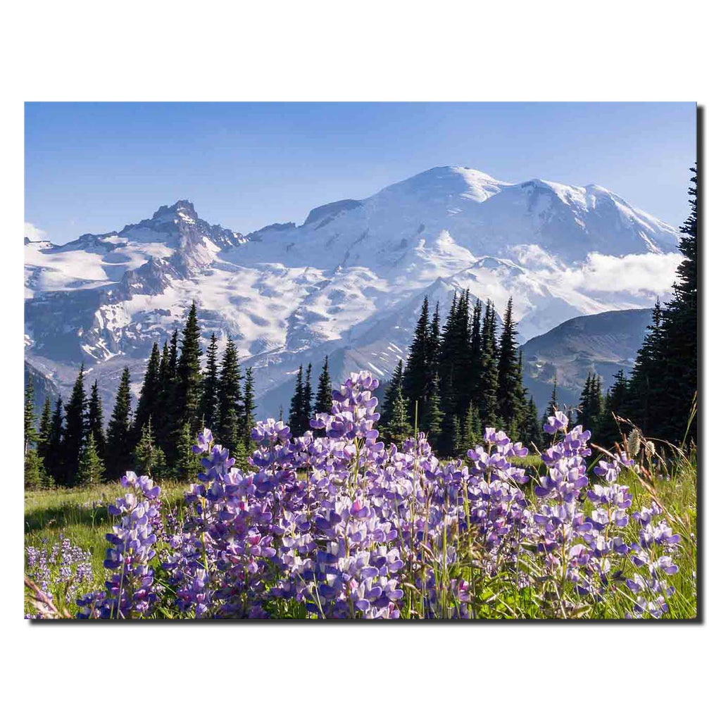 Lupine Flowers Mount Rainier