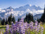 Lupine Flowers Mount Rainier