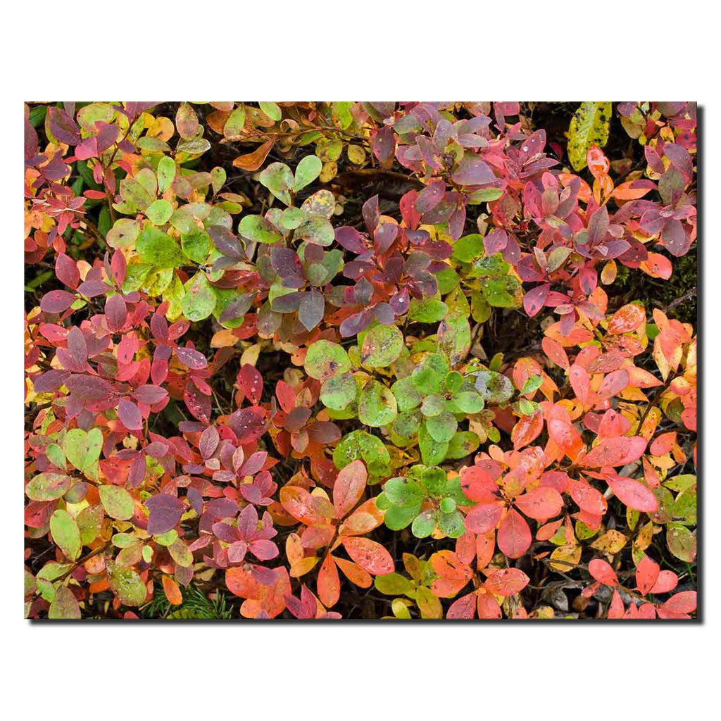 Leaf Color Pattern, Alaska