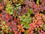 Leaf Color Pattern, Alaska