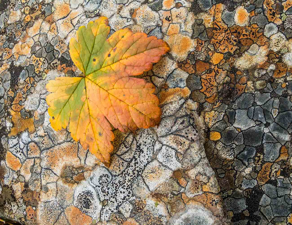 Orange Leaf on Lichen Pattern, Denali State Park Alaska