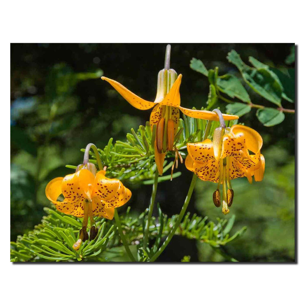 Tiger Lily In Alpine Lakes Wilderness