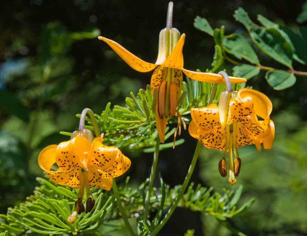 Tiger Lily In Alpine Lakes Wilderness