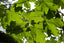 Big Leaf Maple Green Pattern