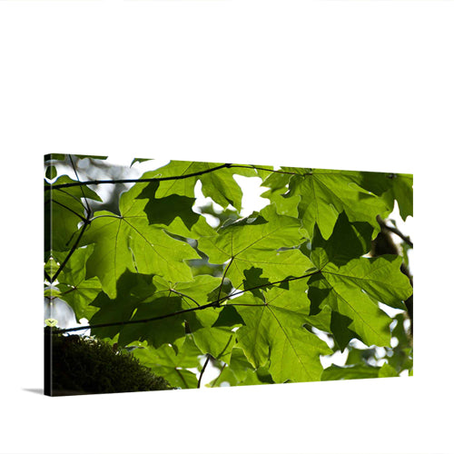 Big Leaf Maple Green Pattern