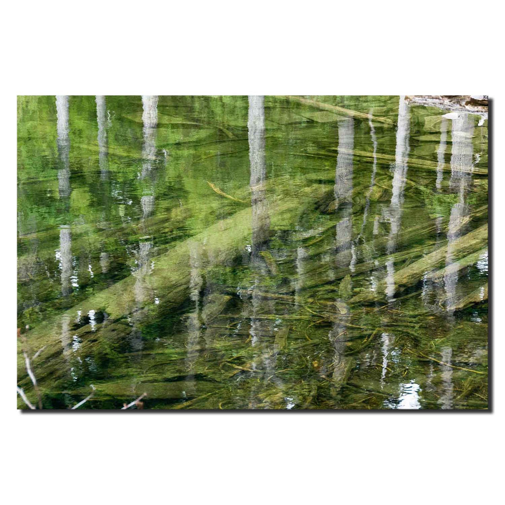 Reflecting upon Two Worlds, Mason Lake Trees