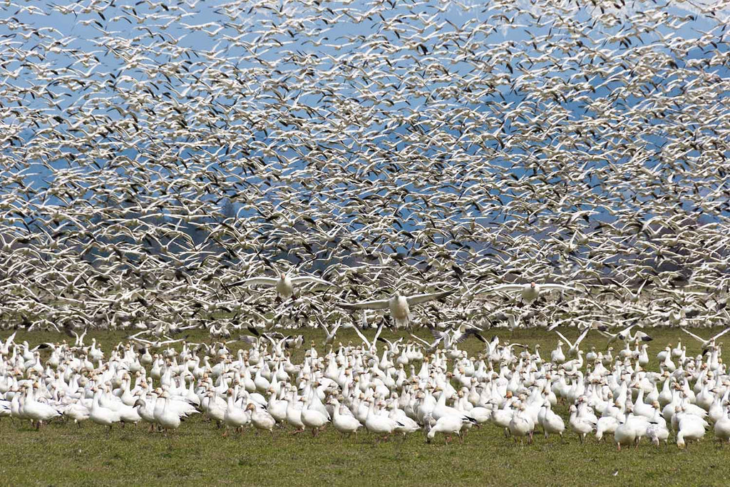 Snow Geese Flock Skagit River Delta