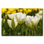 Tulip Flowers Skagit River Delta