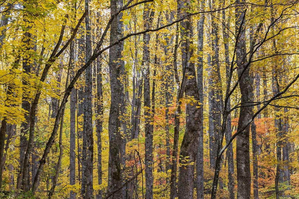 Yellow Poplar Pattern In Great Smoky Mountains