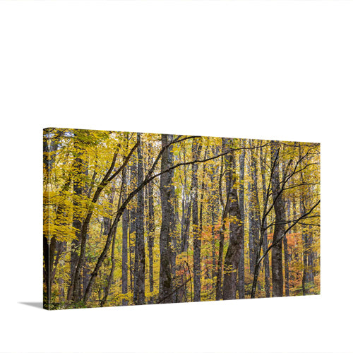 Yellow Poplar Pattern In Great Smoky Mountains