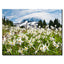 White Avalanche Lilies Mount Rainier National Park