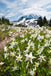 White Avalanche Lilies in Mount Rainier National Park