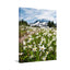 White Avalanche Lilies in Mount Rainier National Park