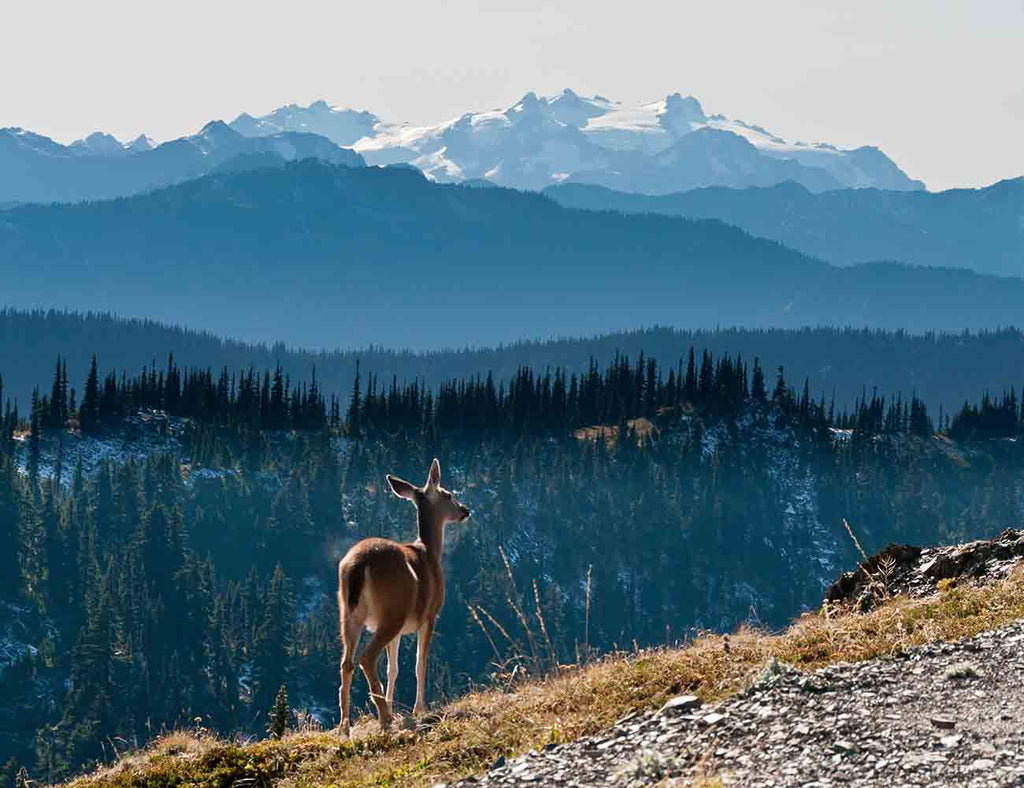 A Deer Regards at Mount Olympus