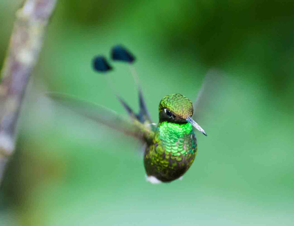 Racquet Tailed Hummingbird Ecuador