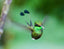 Racquet Tailed Hummingbird Ecuador