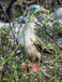 Red Footed Booby in Galapagos