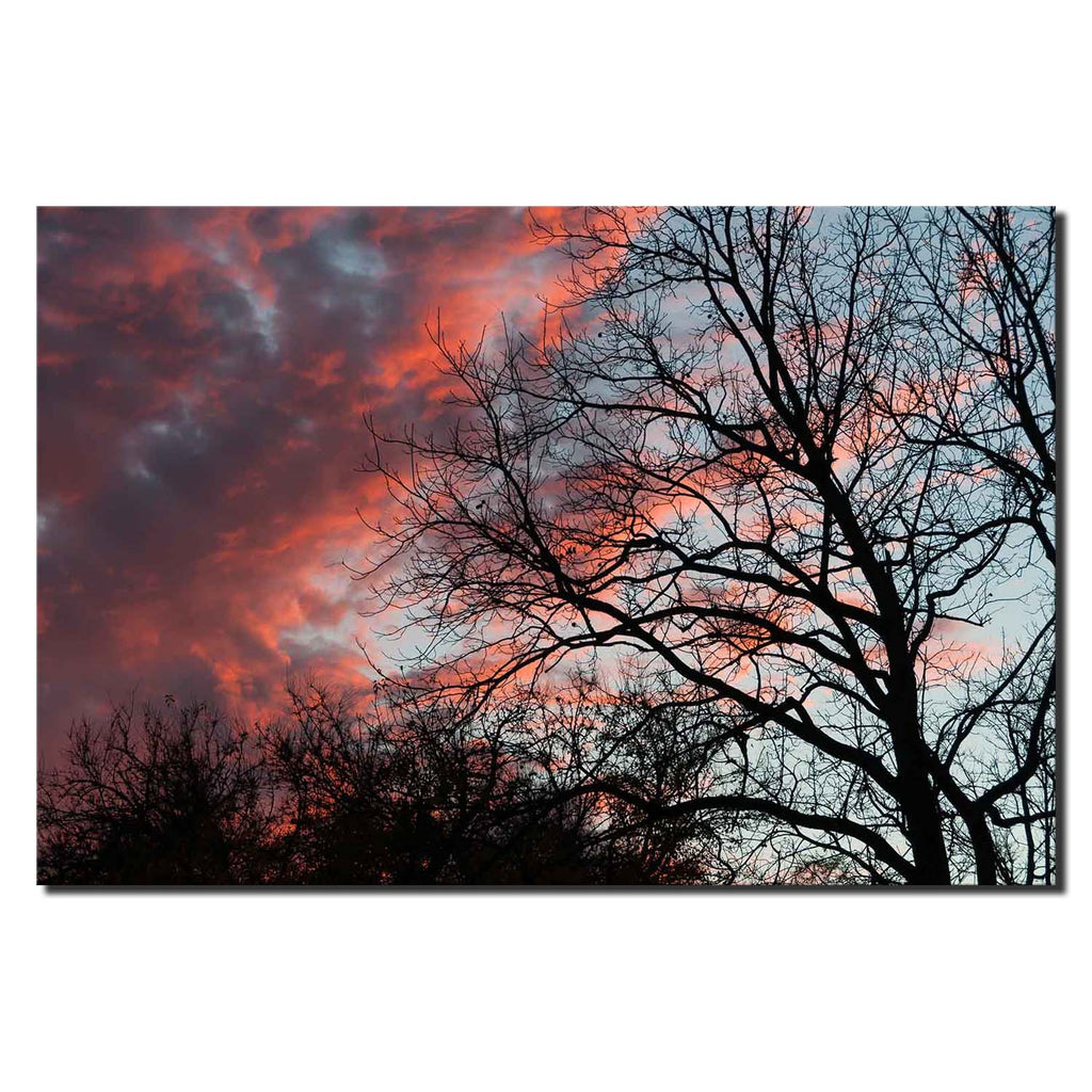 Twilight Orange Blue Sky Stark Tree Silhouette
