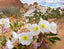Dune Evening Primrose Flowers