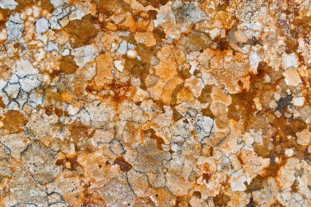 Lichen Polygons on Sandstone