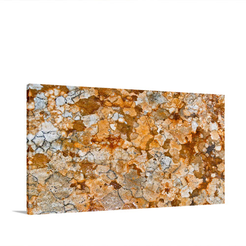 Lichen Polygons on Sandstone