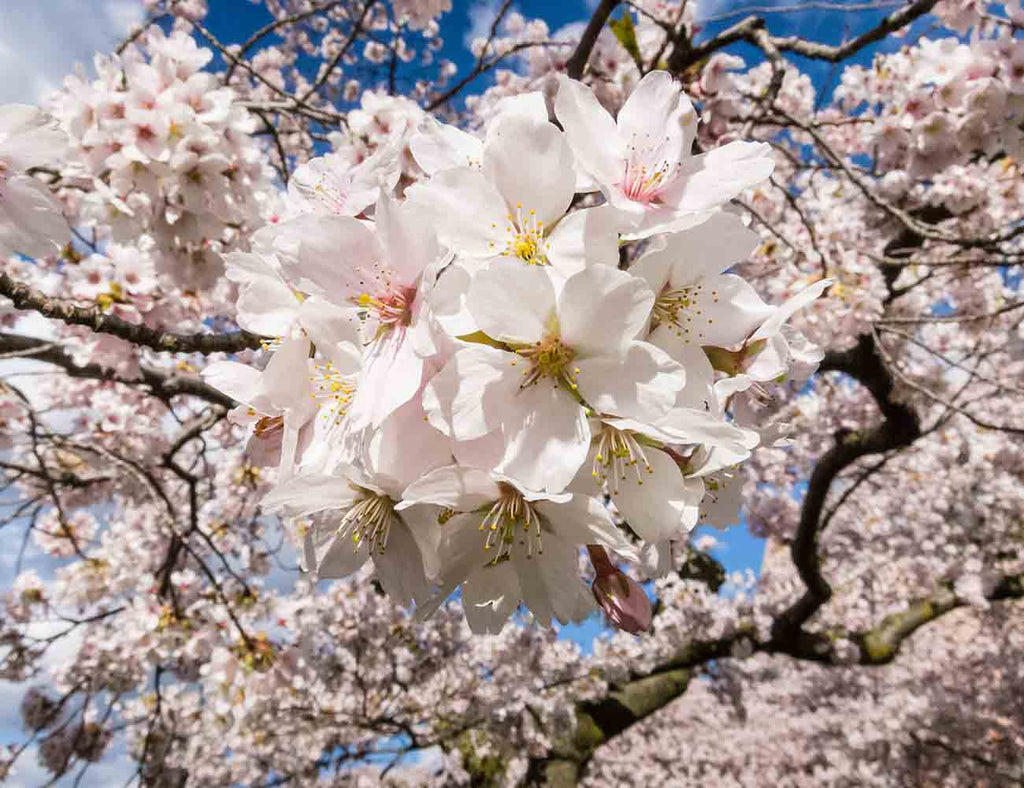 Yoshino Cherry Tree Blossoms
