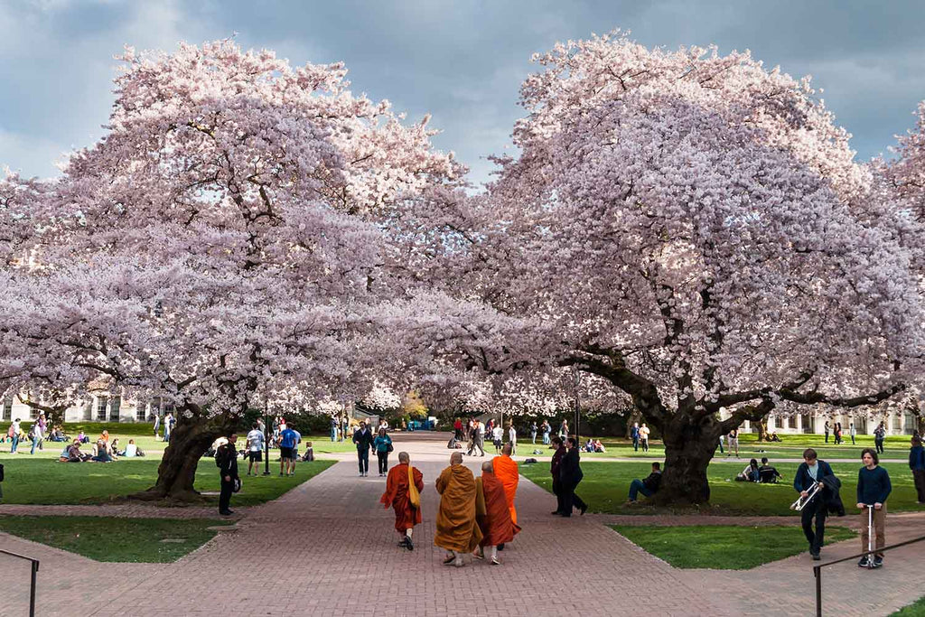 Orange Robed Monks under Cherry Trees