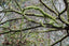 Mossy Tree Branch Pattern