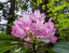 Native Rhododendron Flower Mount Townsend Washington State