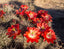 Claret Cup Cactus Red Flowers