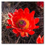 Claret Cup Cactus Red Bloom Purple Heart