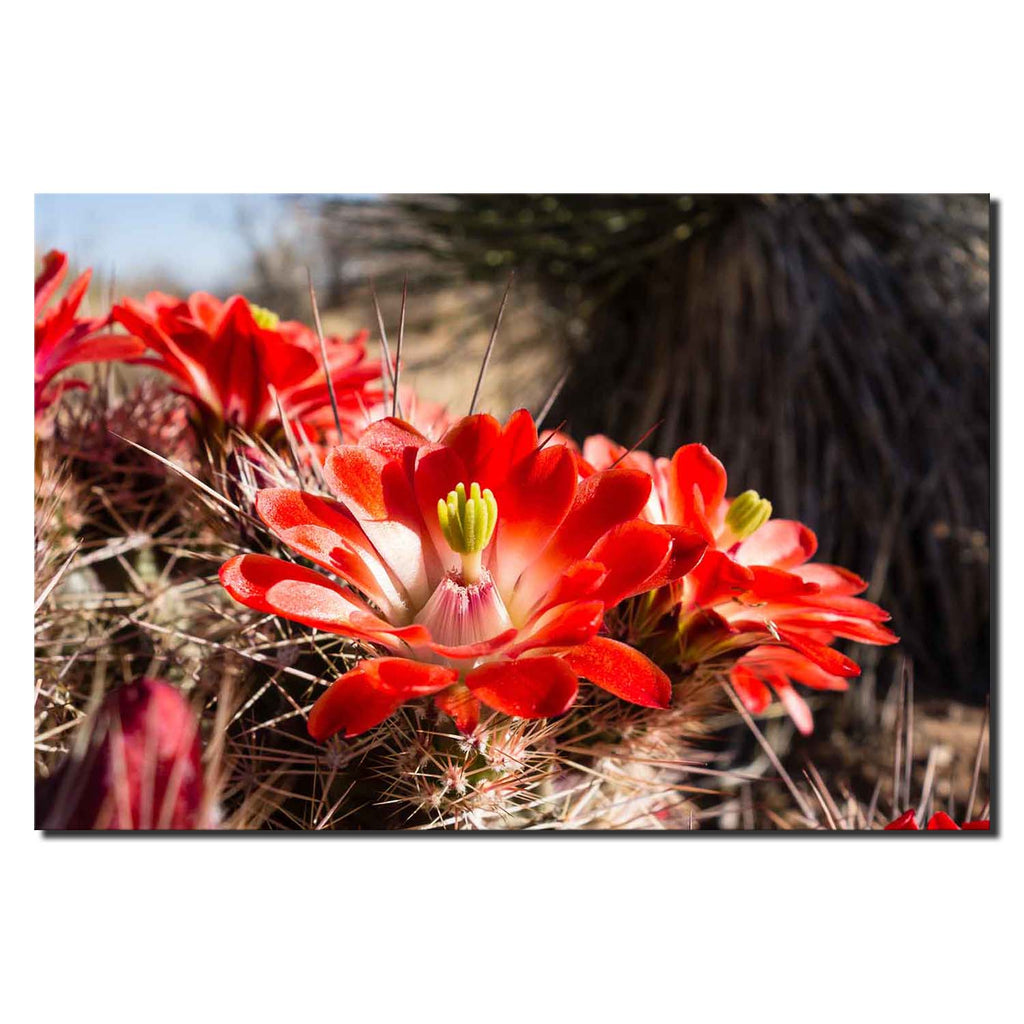 Spiny Red Claret Cup Cactus
