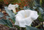 Delicate Datura Flower