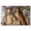 Ancient Bristlecone Pine Forest, California