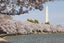 Cherry Blossoms with Monument